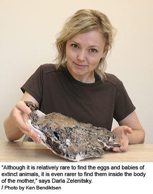 Badlands Fossil Discovery - First Prehistoric Pregnant Turtle (And Some Eggs)